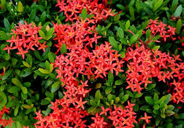 Hai, sejak dah ada hobi baru ni, kak yah tak lagi pergi lepak kat pasaraya atau rewang dengan kengkawan. Red Dwarf Ixora Plant Pokok Siantan Merah Daun Kecil Lazada