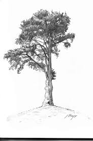 Tests are also run in continuous integration with travis ci. Monterey Cypress Tree Tattoo Monterey Cypress Cypress Trees