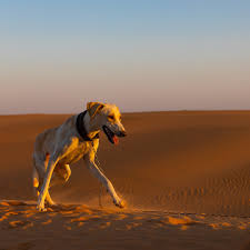 Find and download doge background hd on hipwallpaper. How Dogs On Mars Would Live The Atlantic