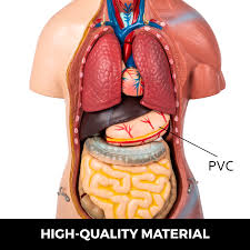 The consequences of an upright posture for the support of both the thoracic and the abdominal viscera are profound, but the muscular modifications in the trunk are few. Anatomical Anatomy Teaching Model 45cm Tall Human Torso Organ 23 Parts Adult Ebay