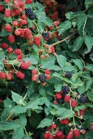 Although you can find certain varieties of blackberry plants to grow in any u.s. Plants Seedlings Live Plants 1 Sweetie Pie Thornless Blackberry Plant Healthy Grown Pesicide Free Non Gmo