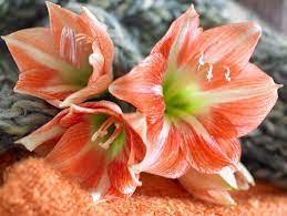 Learn How To Plant Care Or Get Your Amaryllis To Re Bloom