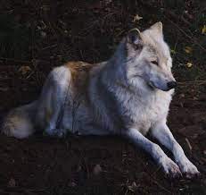 Pin On Pretty Wolves