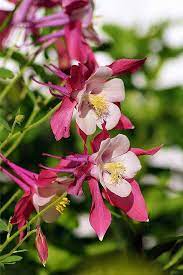 Pin On Gardening