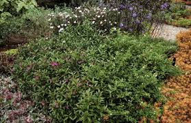 Image result for Stathmostelma