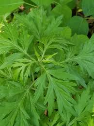 Common ragweed (ambrosia artemisiifolia) is unattractive as well as noxious. File Ragweed Ambrosia Artemisiifolia Jpg Wikimedia Commons