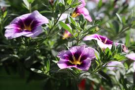 Petunien pflegen experten tipps zur pflege uberwinterung plantura. Petunien Petunia Haufige Krankheiten Und Schadlinge Hausgarten Net