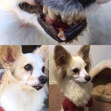 I even asked the doctor if i can take the puppy home with meds but he claims she was in critical condition after testing negative on the parvo test the second time. The Pet Clinic 3326 Main St Chula Vista Ca Veterinarians Mapquest