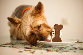 Und bei uns bekommt jeder eine geburtstagstorte. Hundekuchen Backen Drei Leckere Rezepte Zooplus