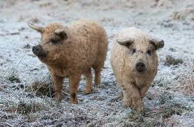 The Mangalica Also Known As The Sheep Pig Is The Last Pig Breed In Existence To Have A Thick Curly Coat Of Hair Unique Animals Mangalitsa Pig Pig Breeds