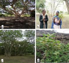 Image result for Marsdenia schimperi