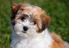 We offer the latest version of vaccines and microchips. Teddy Bear Dog Breeds The Pups That Look Like Cuddly Toys