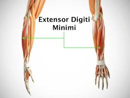 The extensor digiti minimi inserts at the bases of the intermediate and distal phalanges of the fifth finger, also known as the little finger. Extensor Digiti Minimi Muscle Details Origin Insertion And Exercise