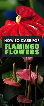 Anthuriums Also Known As Flamingo Flowers Are Absolutely Gorgeous And Surprisingly Easy To Care For Learn To Flamingo Flower Flamingo Plant Lily Plant Care