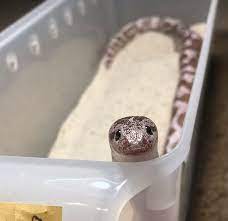 Adorable Sand Boa Cute Reptiles Pet Snake Cute Snake