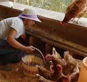 La crianza de Aves de traspatio permite avanzar hacia la ...