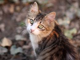 Menurut penelitian modern, jika anak hobi mewarnai dapat meningkatkan kreatifitas dan dapat meredakan kegelisahan. Kucing Mewarnai Hewan Peliharaan Foto Gratis Di Pixabay