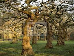 Im botanischen garten wachsen etwa 5.000 pflanzenarten aus der ganzen welt, eingeteilt in verschiedene themengärten. Krefeld Botanischer Garten Fototapete Fototapeten Avenue Eiche Baum Myloview De