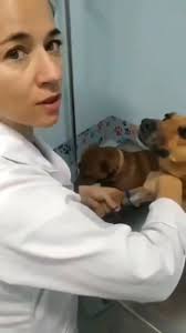 El confía en ella, él la adora, él con esa carita y su mirada la está  diciendo que la quiere, es puro Amor. 🐶😘🐾🕊️💞❤️