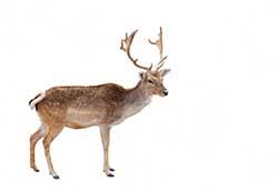 Translate elk to spanish, translate elk to french. German Translation Of Elk Collins English German Dictionary