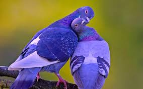 Birds Image Hd Background Wallpaper 55 Hd Wallpapers Www Freehighresolutionimages Org Animals Animals Beautiful Pet Birds