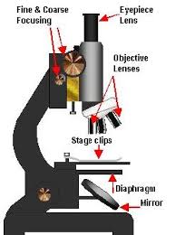 How to use a microscope correctly. How To Use A Microscope To See Cells