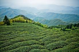 Overall, it was an interesting experience and something i'd definitely. A Guide To Moganshan The Hamptons Of China Vogue