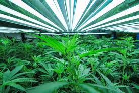 Indoor grow lights for cannabis. Lighting For Cannabis Growing A Guide For Indoor Growing