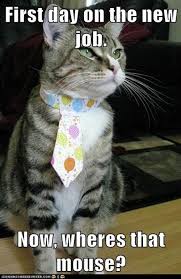 First Day On A New Job Meme New Job Meme Job Memes How Are You Feeling