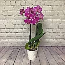 Maybe you would like to learn more about one of these? Send Lavender Flowers North Charleston Sc Flower Delivery Bloomnation
