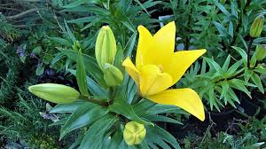 Un Des Lys Du Jardin Plants