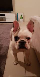 Creative ideas for american, english and french bulldogs based upon color, demeanor and style. Can Someone Help Suggest Some Names For My Male French Bulldog Aww