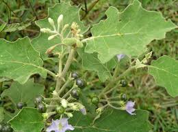 Image result for Solanum anguivi