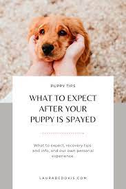 What To Expect After Your Dog Is Spayed Laurabedokis Com Dog Spay Spay Puppies Tips