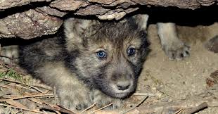 Wolves have redistributed the elk herds, allowing vegetation. Reckless Violent Massacre Of 570 Wolves And Wolf Pups In Idaho Bolsters Alarm Over Trump Attack On Species Protections Common Dreams News