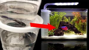 Rescuing Dying Betta From Walmart Fish Abuse Youtube
