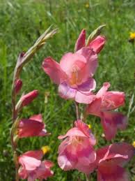Image result for Gladiolus crassifolius