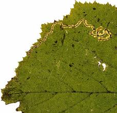 Image result for Stigmella floslactella