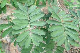 Image result for Tephrosia curvata
