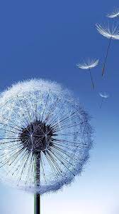 Dandelion Seeds Galaxy S5 Wallpapers Dandelion Wallpaper Dandelion Flowers