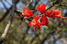 Image result for Caesalpinia cassioides