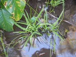 Image result for Juncus lomatophyllus