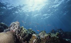 We did not find results for: Australian Scientists Environment Groups Urge Un To Put Great Barrier Reef On In Danger List Criticize Govt S Short Sightedness Incompetence Global Times