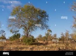 Image result for Berchemia discolor