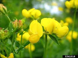 Image result for Lotus corniculatus