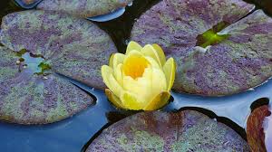Image result for Nymphaea heudelotii