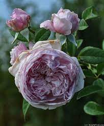 Spirit Of Freedom Rose Photo Rose Rose Photos Photo