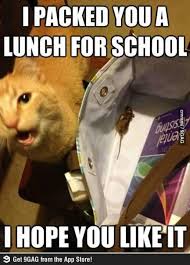 The Sweetest Thing Ever In The Eyes Of The Cat Mine Brings Them Home Alive So We Can Both Chase Em Together Funny Cat Memes Cute Funny Animals Funny Cats