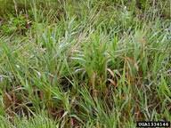 We did not find results for: Phalaris Arundinacea Bugwoodwiki