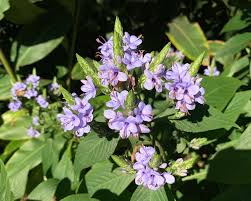 Image result for Eranthemum pulchellum